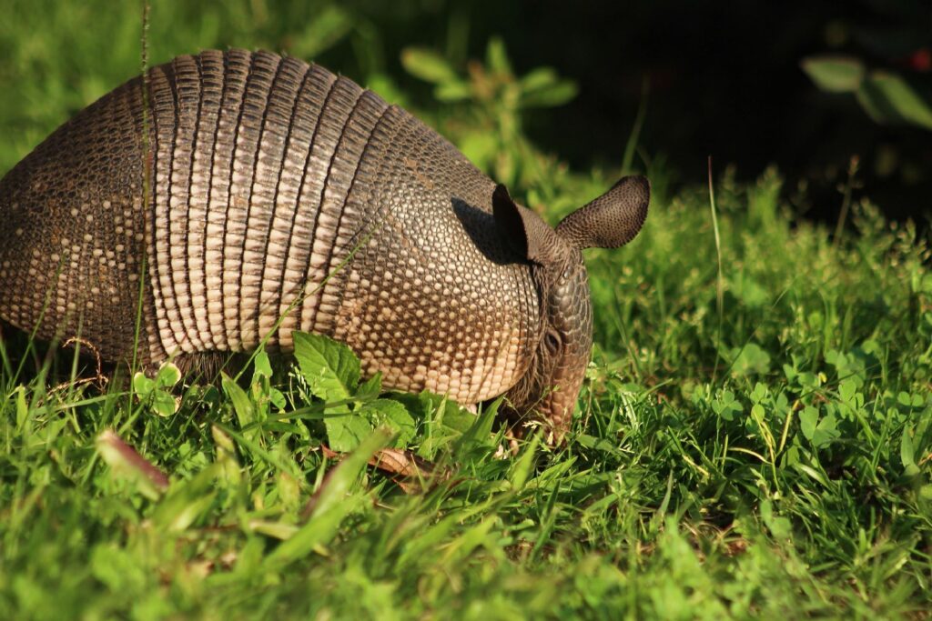 Studiu: Luncile refăcute pot absorbi gaze cu efect de seră 4 Armadillo