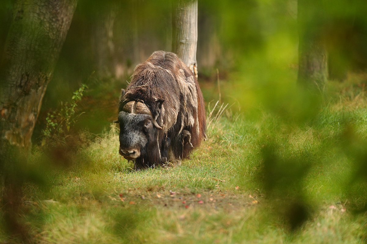 european muskox beautiful meadow site2