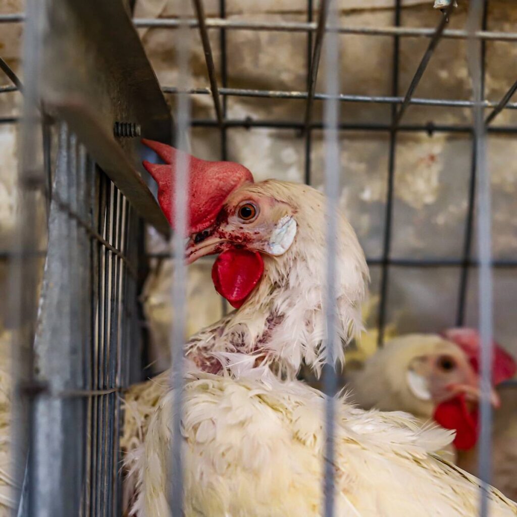 Cruzime în meniul zilei - Ce se ascunde în spatele puiului din fast-food-urile românești? 2 4puicusca